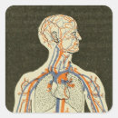 Search for vintage anatomy stickers Heart