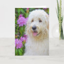 Search for goldendoodle cards Dog