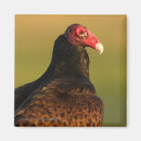 Search for vulture magnets Outdoors
