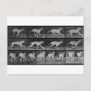 Search for running postcards Dog