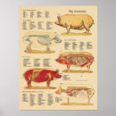 Search for animal skeletons posters Bones