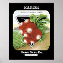 Search for radish posters Garden
