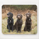 Search for black labrador retriever electronics Animals