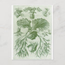 Search for haeckel postcards Ernst