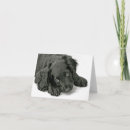 Search for cocker spaniel cards White