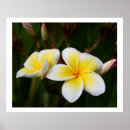 Search for frangipani art Yellow