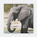 Search for game reserve magnets Elephant