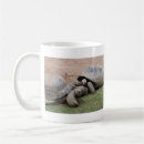 Search for tortoise coffee mugs Reptile