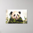 Search for pandas canvas prints Giant panda