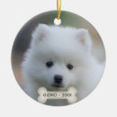 Search for spitz Animals