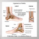 Search for ligaments posters Anatomy