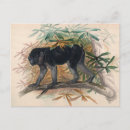 Search for ap postcards Wildlife