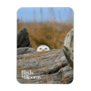 Search for birds of prey magnets Bird watching