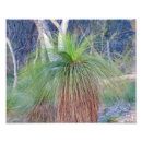 Search for native plants posters Photography