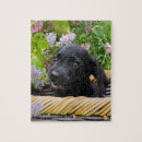 Search for labrador puzzles Funny