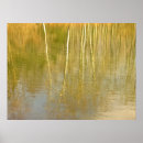 Search for pond reflection posters Water
