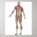 Search for musculoskeletal posters Medical