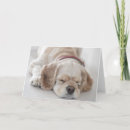 Search for low lying cards Photography