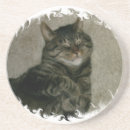 Search for sleeping kitty Pet