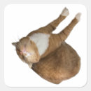 Search for upside down stickers Pet