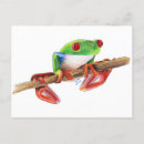 Search for frog drawing postcards Green