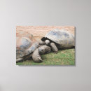 Search for tortoise canvas prints Giant