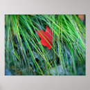 Search for red maple photography Nature