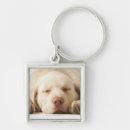 Search for yellow labrador key rings Animal