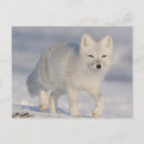 Search for coastal plain postcards Environment