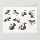 Search for shadow puppet Vintage