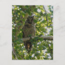 Search for asio Asio otus