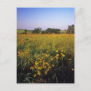 Search for prairie postcards Scenic