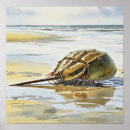 Search for horseshoer posters Crab