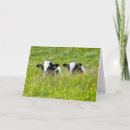 Search for holstein cards Cattle