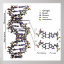 Search for dna posters Acid