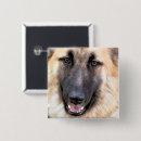 Search for german shepherd dog badges Gsd