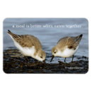Search for sanderling Sandpipers