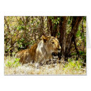 Search for lionesses cards Africa