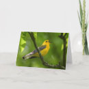 Search for warbler cards Photography