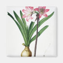Search for amaryllis magnets Redoute