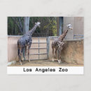 Search for waiting horizontal postcards Animals