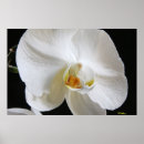 Search for single posters Photography