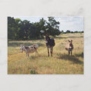 Search for donkeys postcards Fun