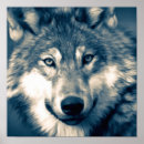 Search for grey wolves posters Canine