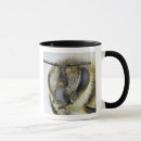 Search for honeybee mugs Insect