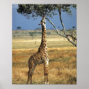 Search for giraffa posters Tree