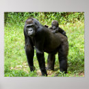 Search for infant posters Gorilla
