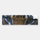 Search for tiger bumper stickers Feline