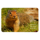 Search for ground squirrel magnets Nature photography