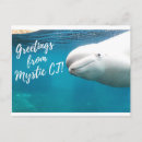 Search for beluga postcards Aquarium